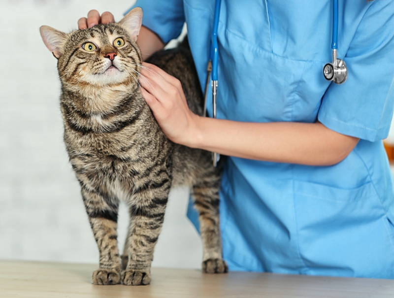 Veterinary Jobs in Kansas City