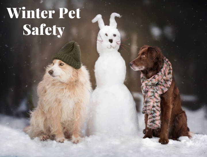 Winter Pet Safety