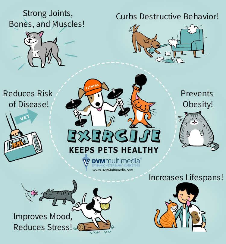 Pets Exercise | Veterinarian and Animal Hospital in Kansas City, MO